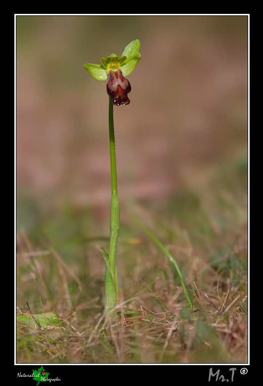 Ophrys Fusca