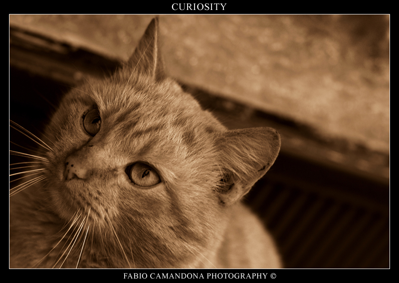 curiosity
