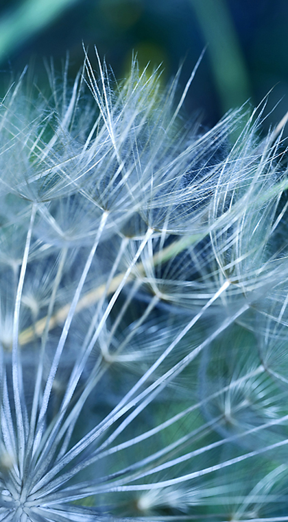 Esprimi un desiderio