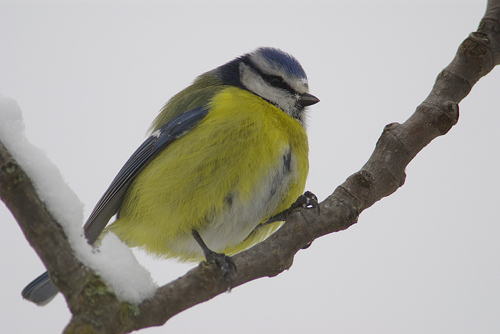 cinciarella sotto la neve