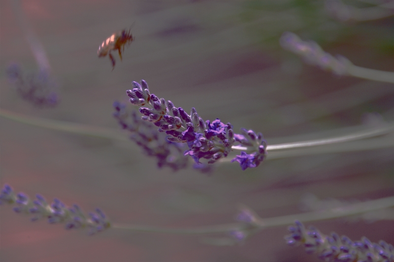 All'Improvviso Un Ospite