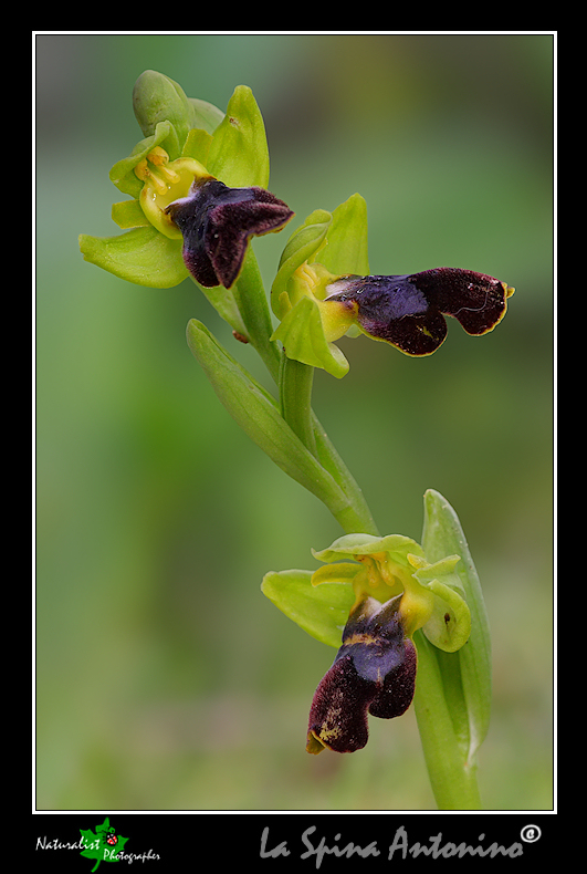 Ophrys Fusca III
