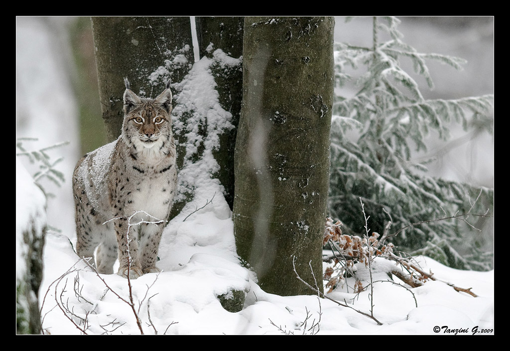 Female Lynx