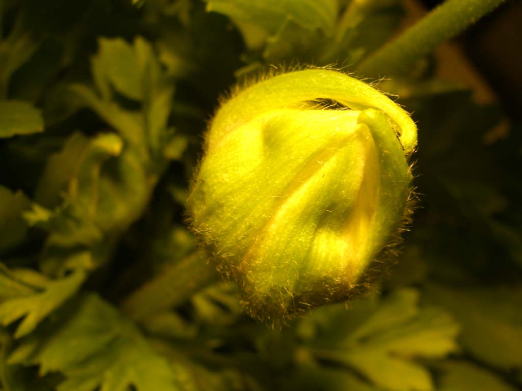 bocciolo di ranuncolo