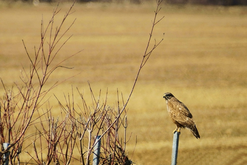Poiana sull'autostrada
