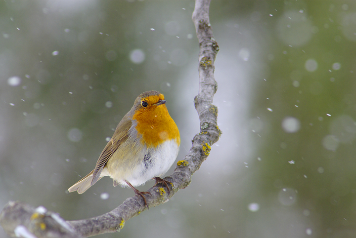 pettirosso sotto la neve