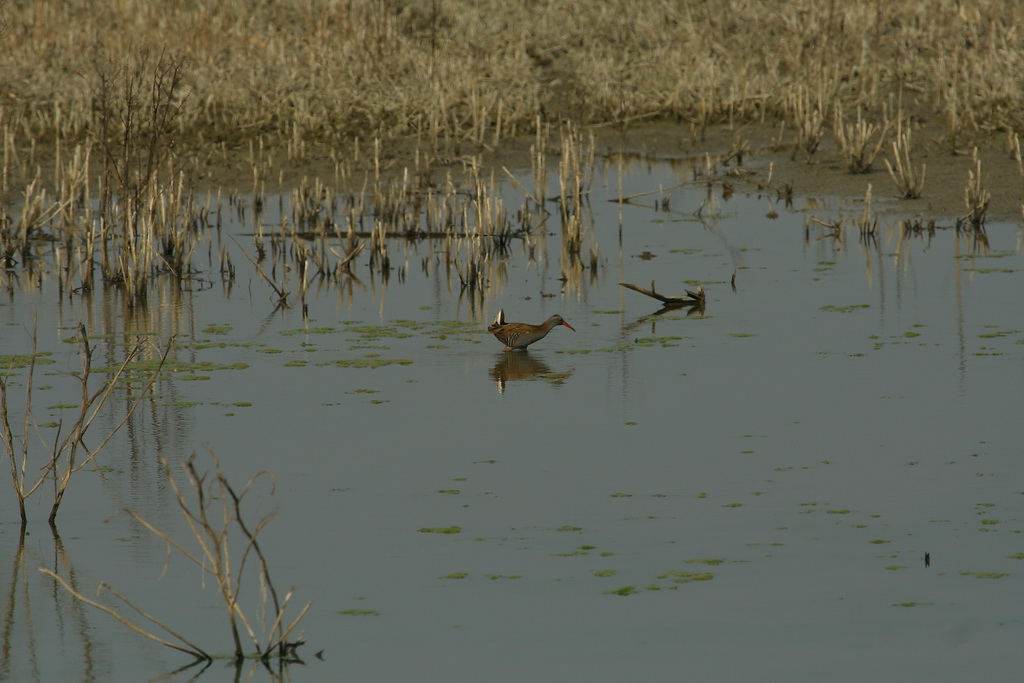....in lontananza .... porciglione!!
