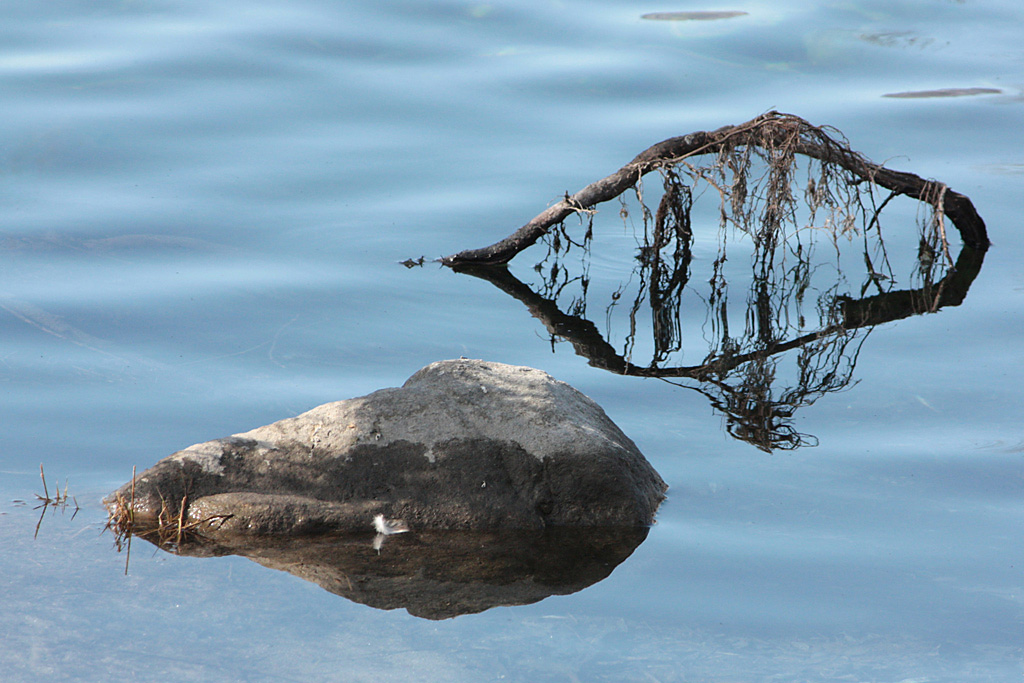 analogia e differenza