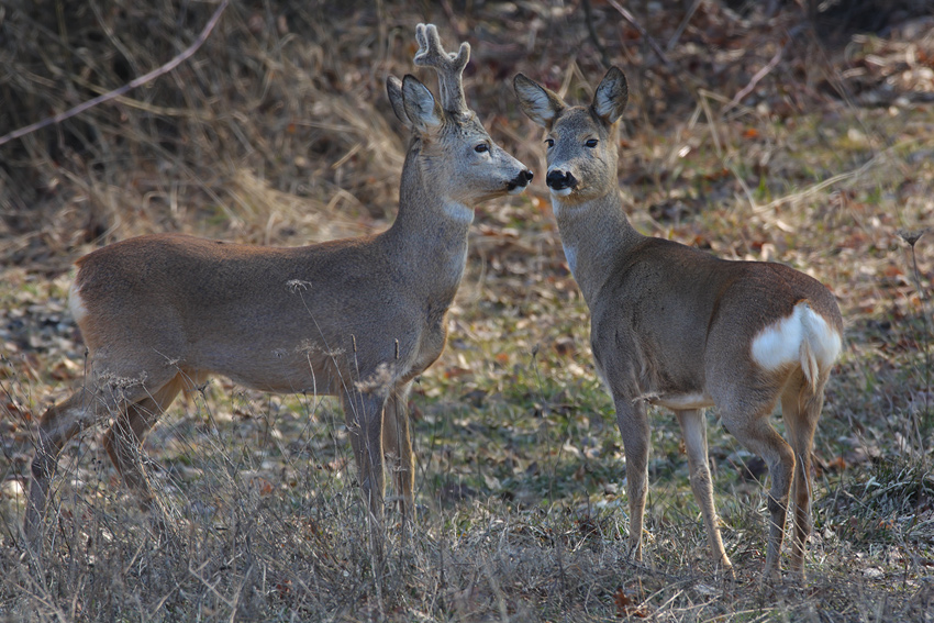 Baciami Stupido !!! (caprioli ^_^)