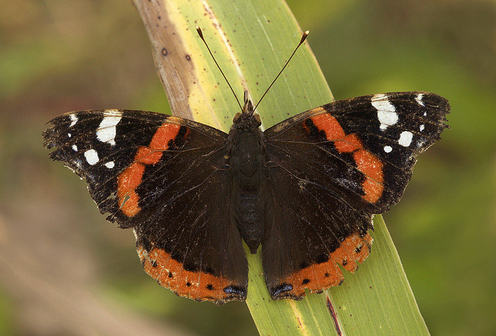 Vecchia e consunta...........