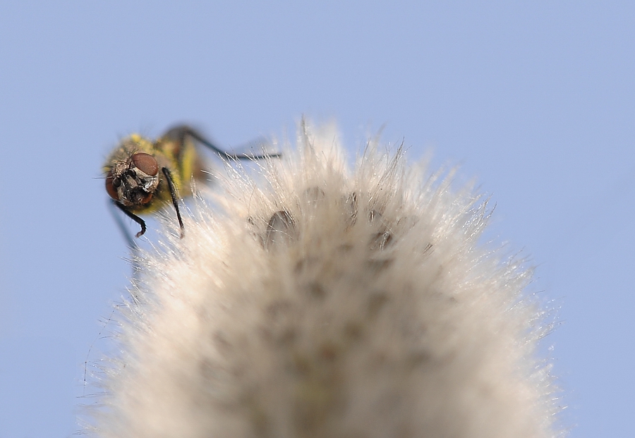 finalmente una mosca....