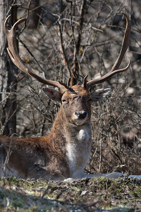 Connuto,grandissimo connuto !!!