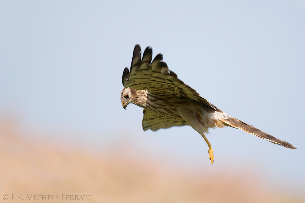 Albanella minore femmina 1