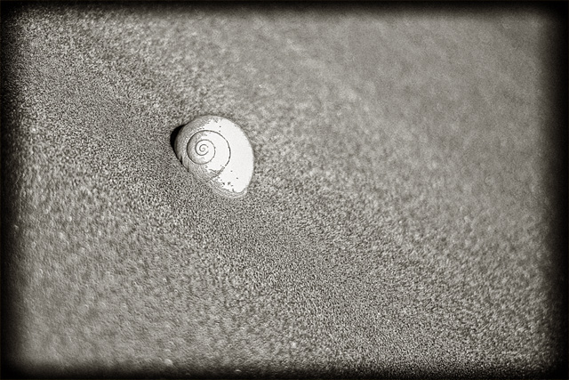 Una conchiglia nel deserto