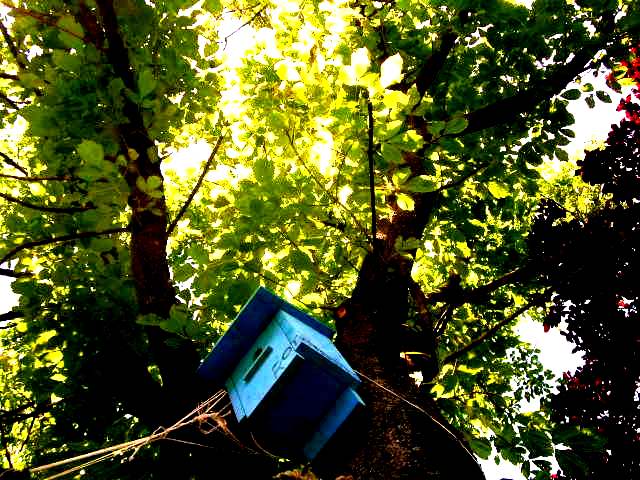 anche la cassetta viveva