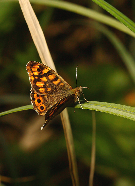 Dedicata a tutti gli amici del Forum.
