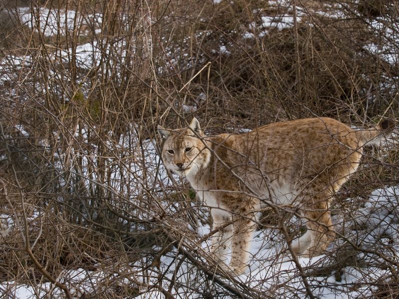 Lince europea
