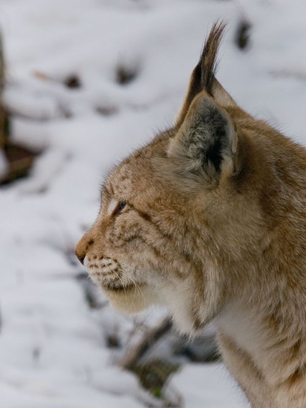 Lince europea