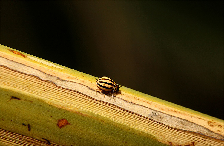 Piccola...ma crescer�.