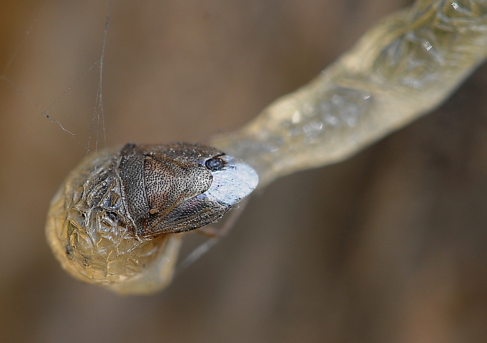 inglobata dalla resina