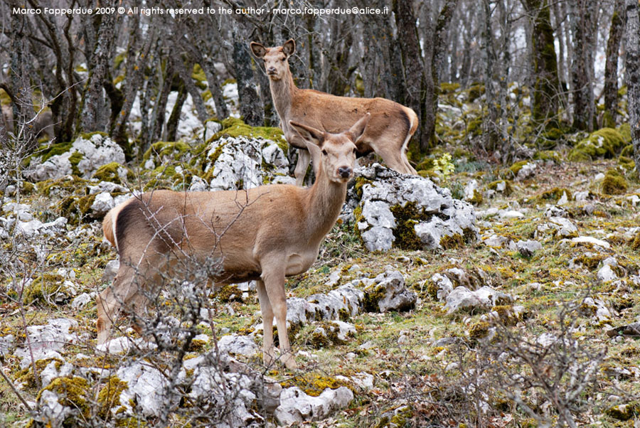 Camosci (Parco Nazionale di Abruzzo, Lazio e Molise)