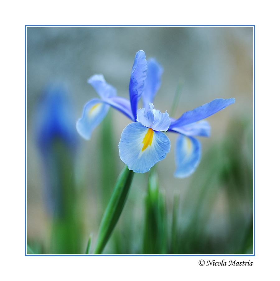 Risvegli Primaverili