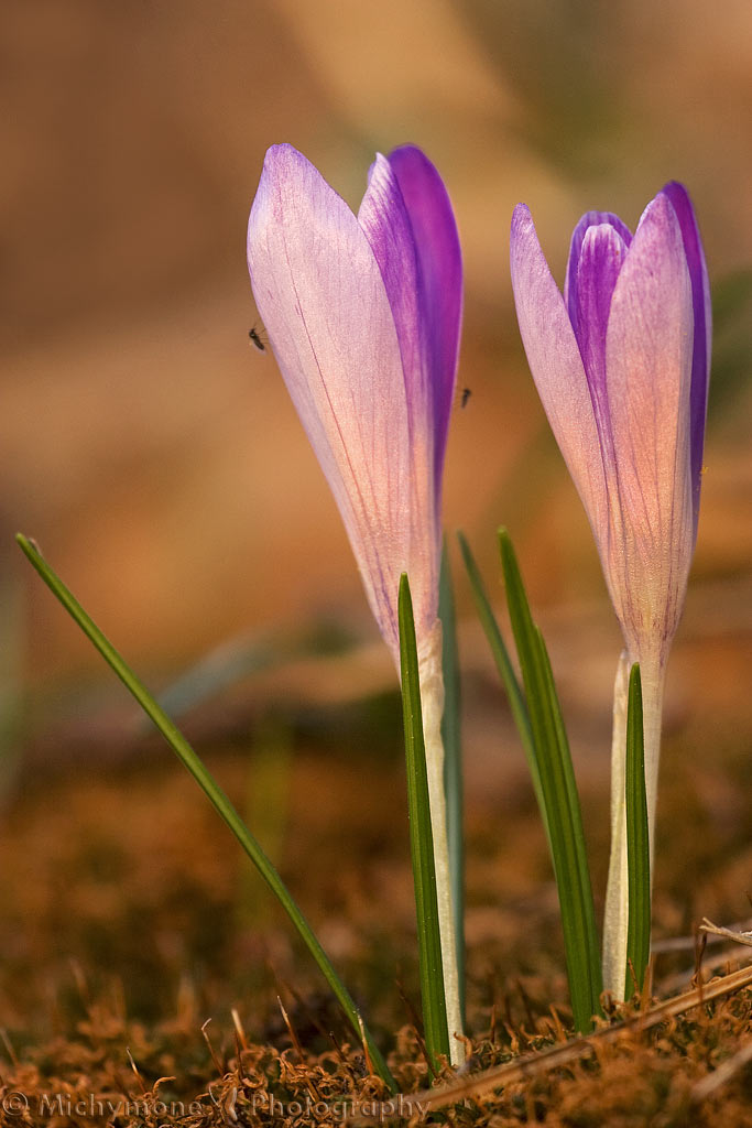 crocus 01