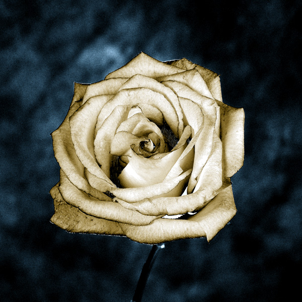 white rose