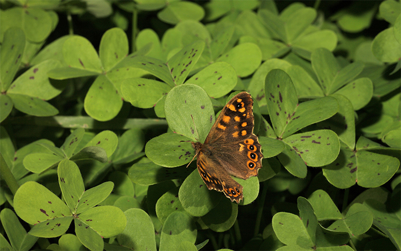 Cercando il quadrifoglio.