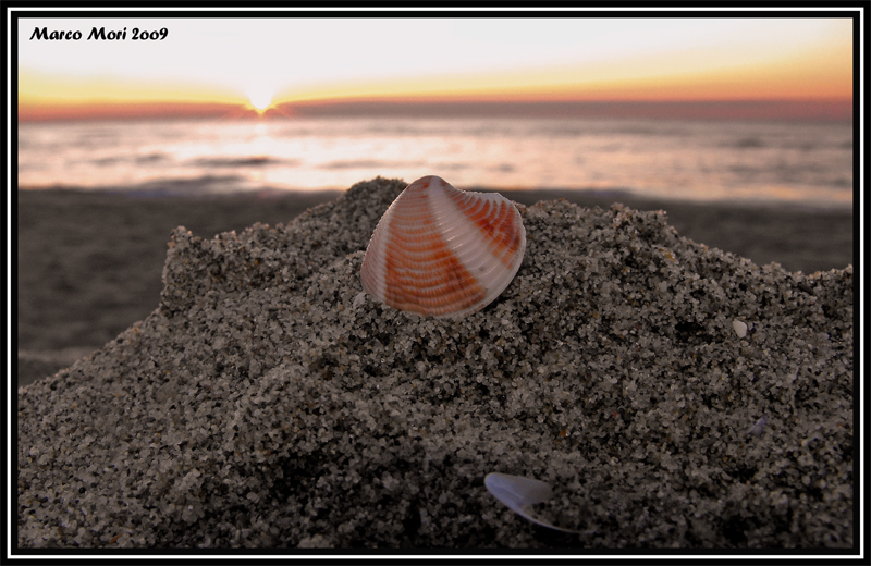 CONCHIGLIA AL TRAMONTO