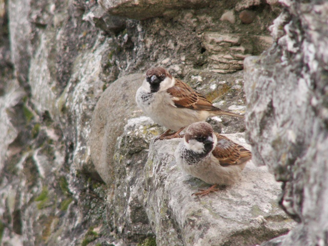 Gli ospiti del castello di Sirmione