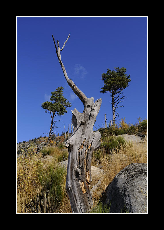 il vecchio e i giovani