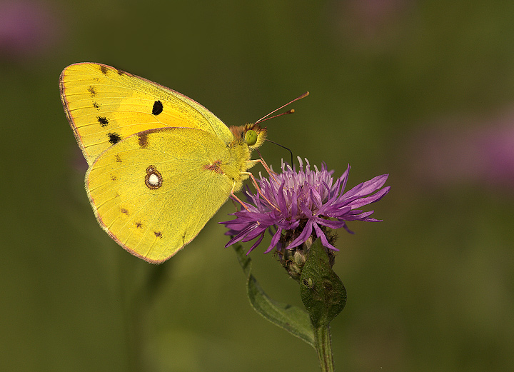 Colias crocea