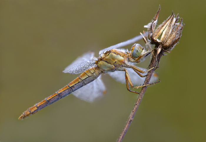 Sympetrum fonscolombii - femmina