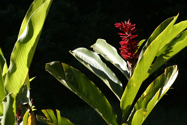 Hawaii - Flora 4