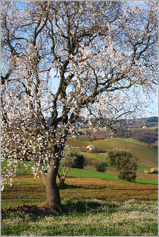 Sotto il mandorlo in fiore