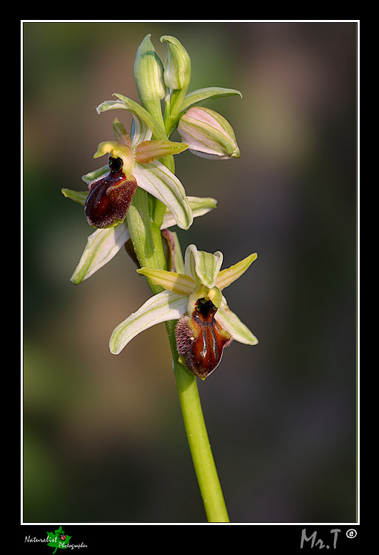 Ophrys Exaltata