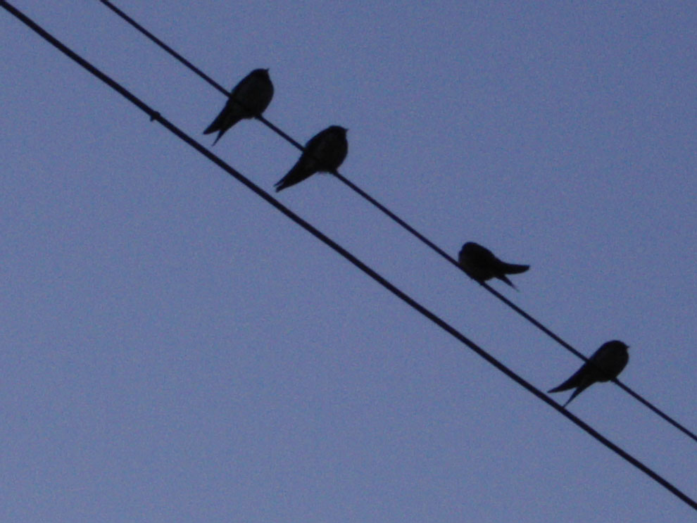 20 110309 Uccellini a riposo