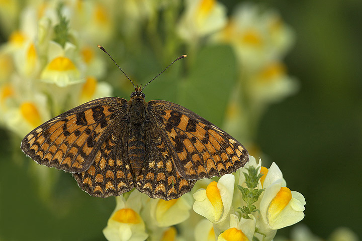 Melitaea phoebe