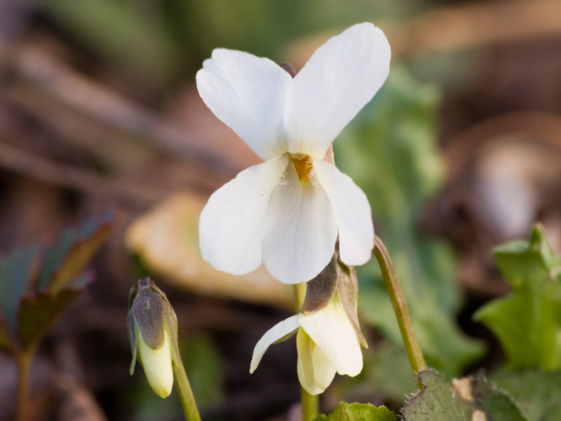 viola bianca