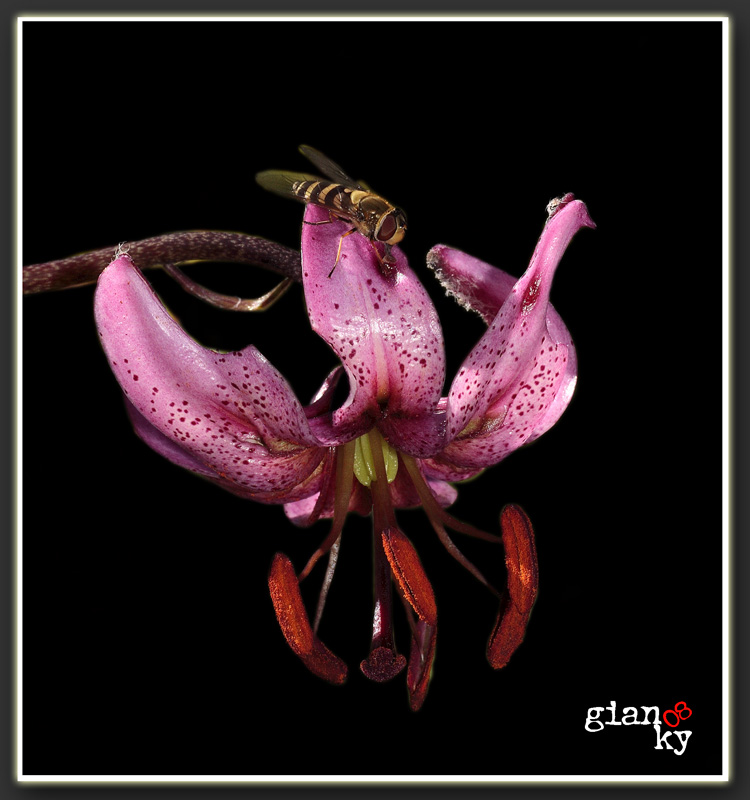 dittero e giglio martagone