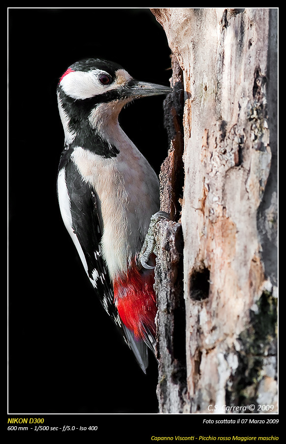 Rosso maggiore maschio