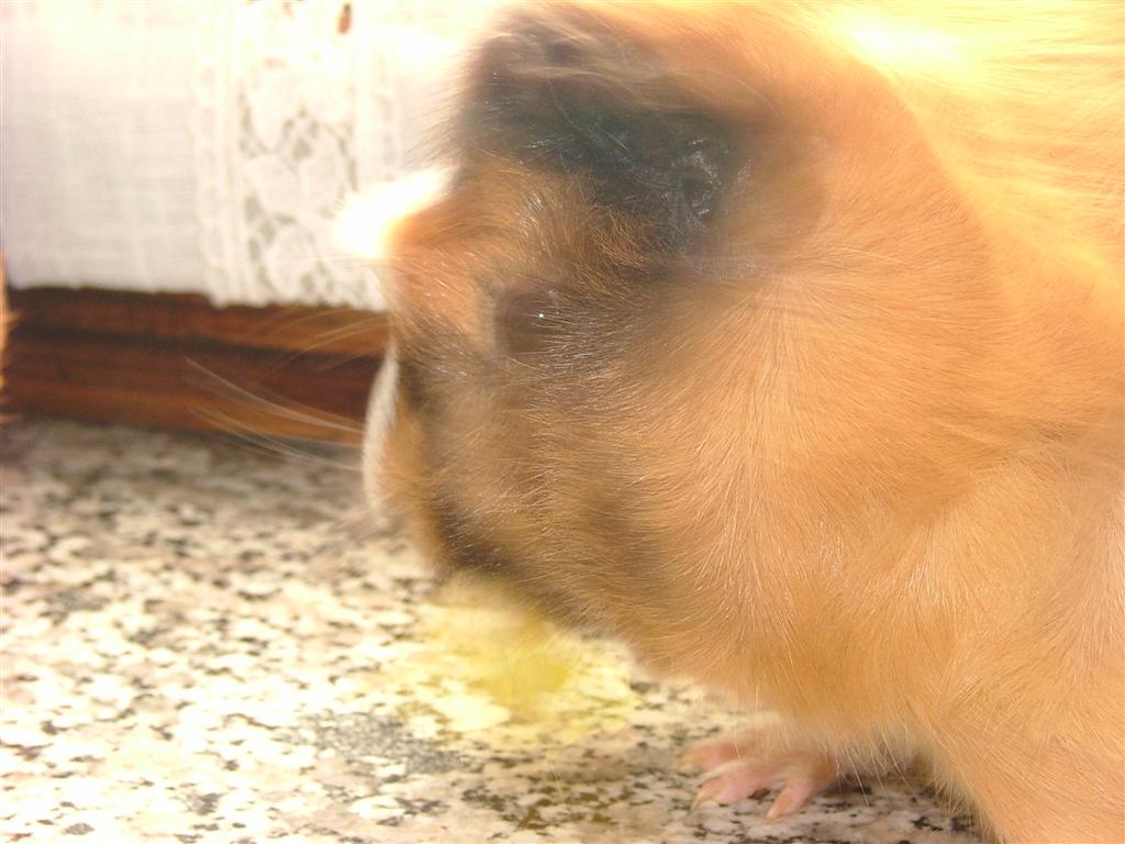 Renato 2