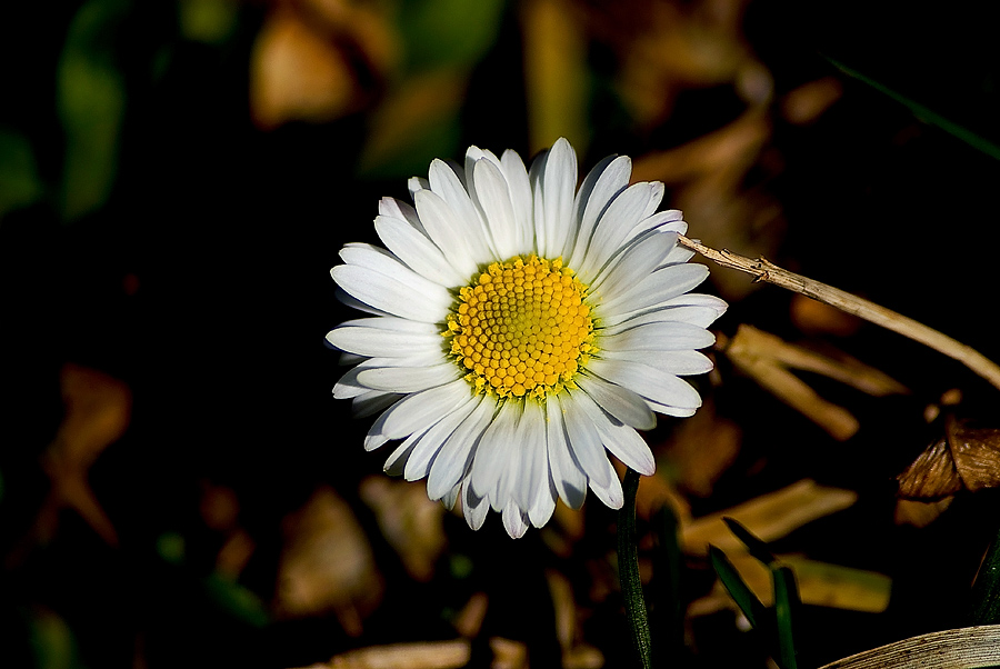 Bellis perennis