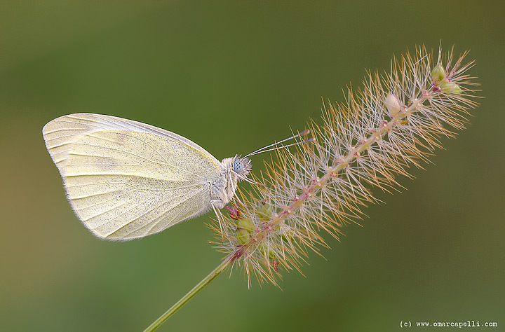 Pieris brassicae