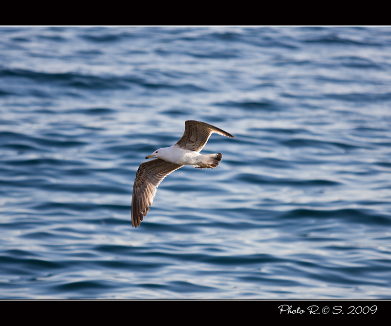Libero come il volo di un gabbiano