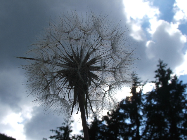 Trasparente leggerezza