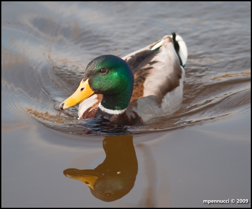 Papera che si specchia