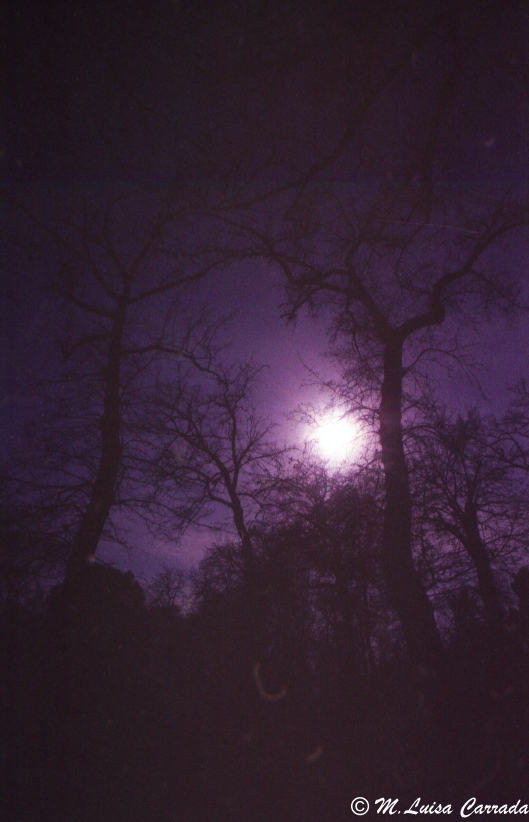 alberi/2