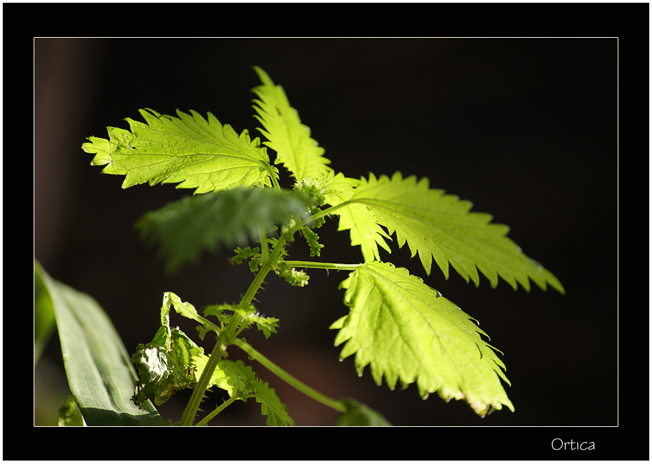 Ortica